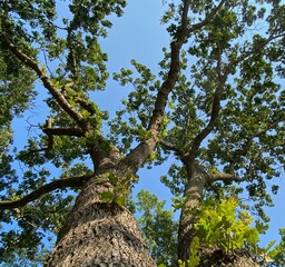 Tree in the sky, landscape , tree in the forest, blue  sky and the trees