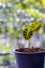 Colocasia affinis foliage,  tropical leaf in forest, Young seedlings are growing