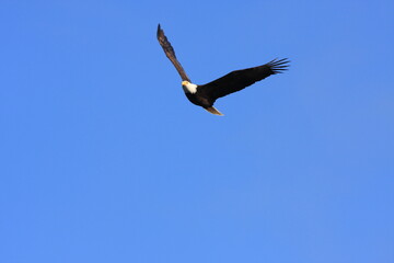 Bald Eagle flying in a clear blue sky in North America