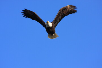Bald Eagle flying in a clear blue sky in North America