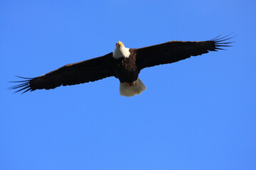 Bald Eagle flying in a clear blue sky in North America