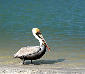 Florida pelican enjoying a walk on the beach