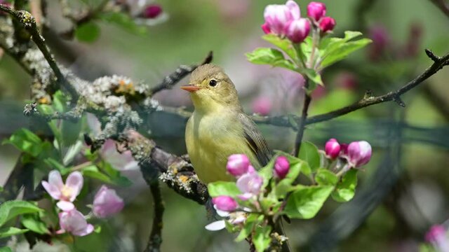 Singing bird. The icterine warbler (Hippolais icterina) is an Old World warbler in the tree warbler genus Hippolais.