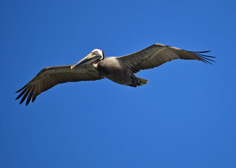 A brown pelican soars looking for fish
