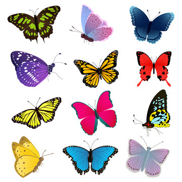 Set of multicolored butterflies. Vector illustration isolated on the white background.  