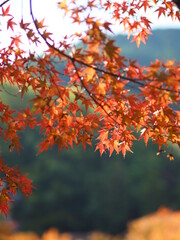 Fototapeta na wymiar 【奈良県】談山神社の紅葉