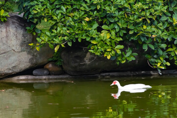 white muscovy duck swimming in a lake with a background of plants and rocks