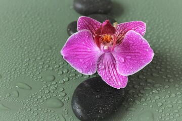 Fototapeta na wymiar Spa Stones and Orchid Flower.Zen Stones. Massage Stone.Beauty and harmony. Black stones and pink orchid flower in water drops