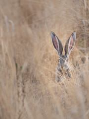 Rabbits © Jami