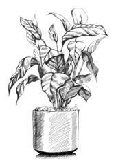 croton shrub plant in square stylish pot, hand drawn plant illustration, home accent design in black and white sketch, green thumb concept, house plant © Abbies Art Shop