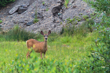 Naklejka na ściany i meble Mule deer in a mountainside meadow in Colorado, looking at camera