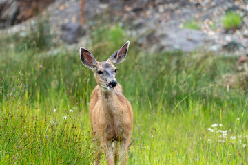 Colorado female mule deer eating and chewing grass in a meadow