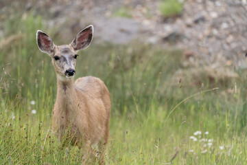 Colorado female mule deer looks at the camera while standing in a meadow