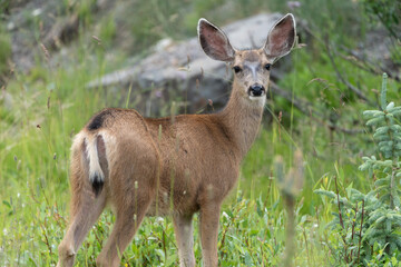 Colorado female mule deer looks at the camera while standing in a meadow