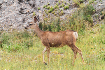 Naklejka na ściany i meble Colorado female mule deer prancing in a meadow