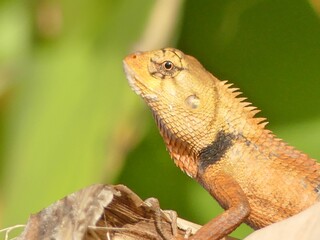 lizard on a tree