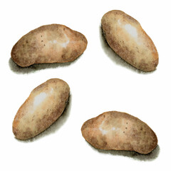 水彩で描いたじゃがいもメークイン