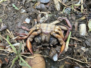 dead crab carcass on dry soil