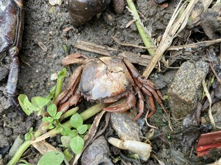 dead crab carcass on dry soil