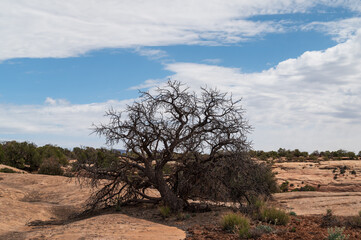 Dead tree at Natural Bridges Monument in Utah