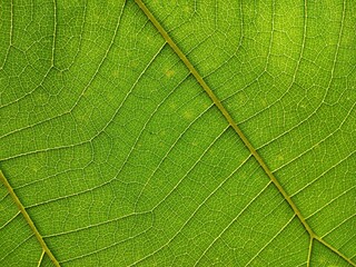 green leaf macro