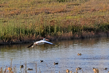American White Pelican - Pelecanus erythrorhynchos