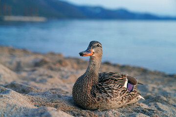 A female duck on the sand on the shore of Lake Tahoe, Nevada
