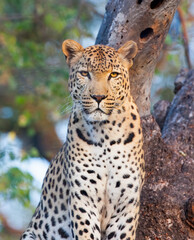 A close up of a male Leopard. Taken in Kenya