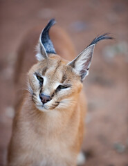 A close up of a Caracal cat. Taken in Kenya