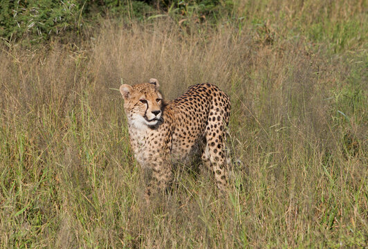 A cheetah standing in tall grass. Taken in Kenya