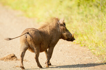 An adult Warthog. Taken in Africa