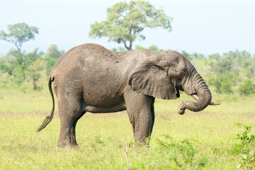 Fototapeta premium An Elephant standing in the bush. Taken in Kenya
