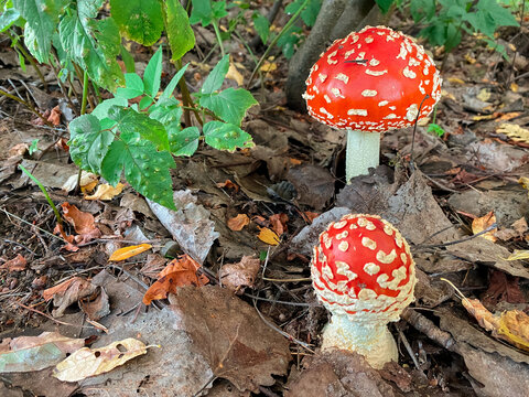 Red mushroom or toadstool in the autumn forest. Green leaves on the tree and dry brown ones on the ground. Amanita with small spots. Dangerous, poisonous and narcotic.