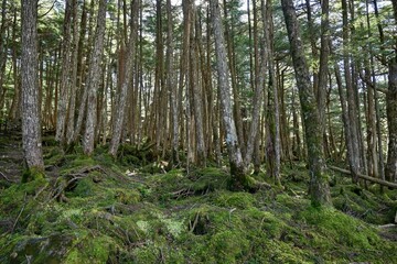 うっそうとしたトウヒの森と苔のコラボ情景＠白駒池、長野