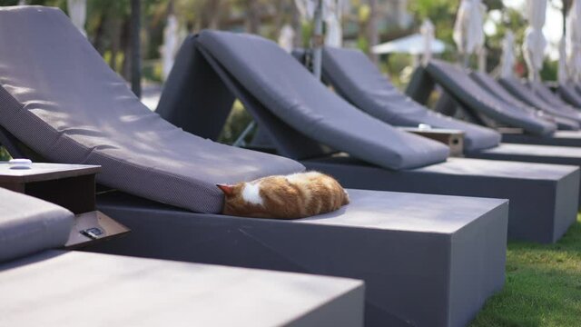 Row of comfortable sunbeds with red cat sleeping in sunlight. Relaxed animal napping in sunshine outdoors in the morning. Relaxation and tranquility concept