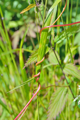 Parasitic plant dodder