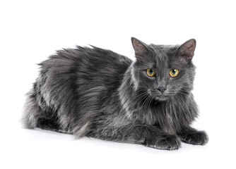 Obraz premium Cute grey cat on white background