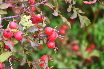 A close up image of red ripe wild rose hips still on the rose bush.