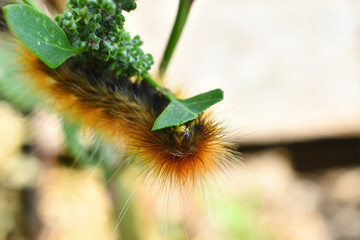 A close up image of a yellow wooly bear caterpillar eating a leaf. 