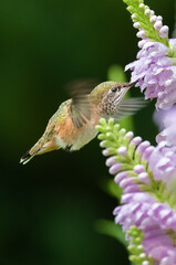 Hummingbirds