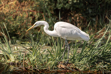 Garza blanca en los canales de Xochimilco en la CDMX