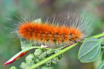 A close up image of a yellow wooly bear caterpillar eating a leaf. 