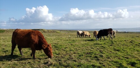 cattle on the meadow
cattle in the field
cattle in the montain
clouds
ireland
 in the nature