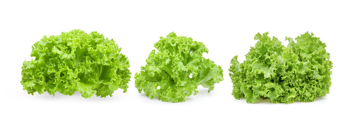 fresh green lettuce salad leaves on white background