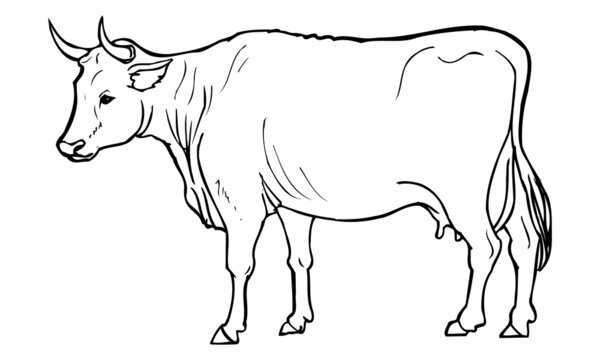 cow sketch vector illustration
