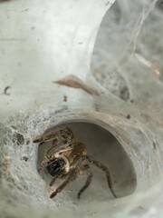 Arctic Wolf Spider