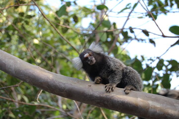 Brazilian primate known as the marmoset monkey