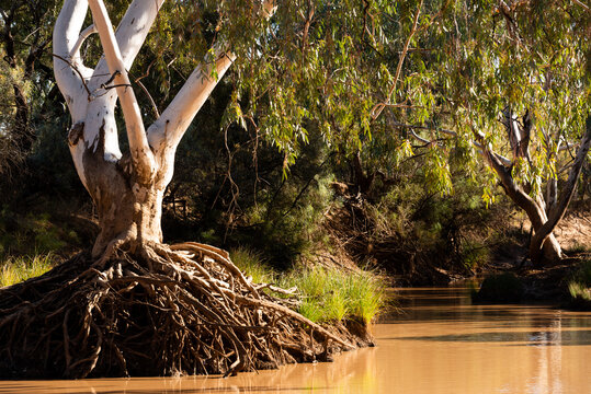 River Gum with exposed routes on the banks of a brown river