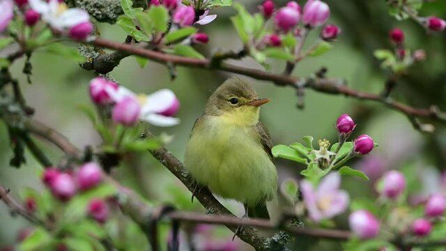 Singing bird. The icterine warbler (Hippolais icterina) is an Old World warbler in the tree warbler genus Hippolais.