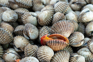 cockles pile of seafood fresh blood cockles on top scallops for sale in the market